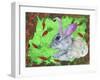 Rabbit and Carrots-Wolf Heart Illustrations-Framed Giclee Print