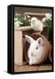 Rabbit and Chick Mini Ivory Satin Rabbit Sitting-null-Framed Stretched Canvas