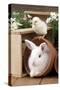 Rabbit and Chick Mini Ivory Satin Rabbit Sitting-null-Stretched Canvas