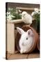 Rabbit and Chick Mini Ivory Satin Rabbit Sitting-null-Stretched Canvas