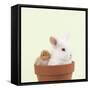 Rabbit and Chick Mini Ivory Satin Rabbit Sitting-null-Framed Stretched Canvas