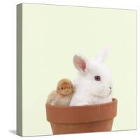 Rabbit and Chick Mini Ivory Satin Rabbit Sitting-null-Stretched Canvas
