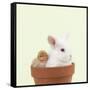 Rabbit and Chick Mini Ivory Satin Rabbit Sitting-null-Framed Stretched Canvas