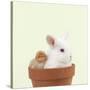 Rabbit and Chick Mini Ivory Satin Rabbit Sitting-null-Stretched Canvas