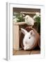 Rabbit and Chick Mini Ivory Satin Rabbit Sitting-null-Framed Photographic Print