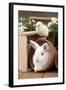 Rabbit and Chick Mini Ivory Satin Rabbit Sitting-null-Framed Photographic Print