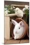 Rabbit and Chick Mini Ivory Satin Rabbit Sitting-null-Mounted Photographic Print