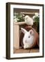 Rabbit and Chick Mini Ivory Satin Rabbit Sitting-null-Framed Photographic Print