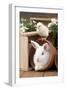 Rabbit and Chick Mini Ivory Satin Rabbit Sitting-null-Framed Photographic Print