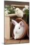 Rabbit and Chick Mini Ivory Satin Rabbit Sitting-null-Mounted Photographic Print