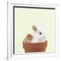 Rabbit and Chick Mini Ivory Satin Rabbit Sitting-null-Framed Photographic Print