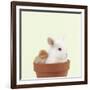 Rabbit and Chick Mini Ivory Satin Rabbit Sitting-null-Framed Photographic Print