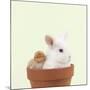 Rabbit and Chick Mini Ivory Satin Rabbit Sitting-null-Mounted Photographic Print