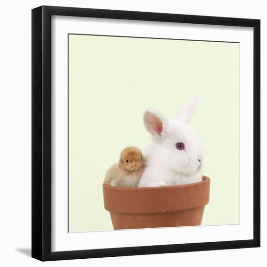 Rabbit and Chick Mini Ivory Satin Rabbit Sitting-null-Framed Photographic Print