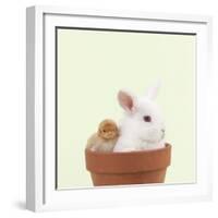 Rabbit and Chick Mini Ivory Satin Rabbit Sitting-null-Framed Photographic Print