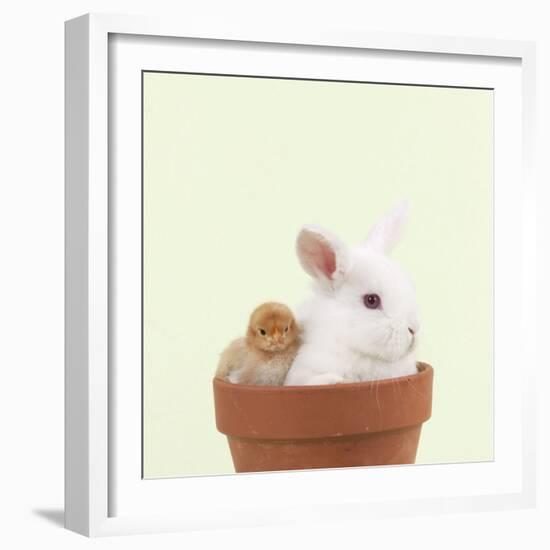 Rabbit and Chick Mini Ivory Satin Rabbit Sitting-null-Framed Photographic Print