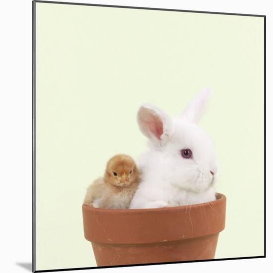 Rabbit and Chick Mini Ivory Satin Rabbit Sitting-null-Mounted Photographic Print