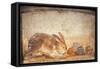 Rabbit and Figs, from the House of Stags, Herculaneum-null-Framed Stretched Canvas