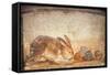 Rabbit and Figs, from the House of Stags, Herculaneum-null-Framed Stretched Canvas