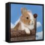 Rabbit Baby Bunny Outdoor-Richard Peterson-Framed Stretched Canvas