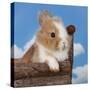 Rabbit Baby Bunny Outdoor-Richard Peterson-Stretched Canvas