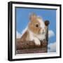 Rabbit Baby Bunny Outdoor-Richard Peterson-Framed Photographic Print