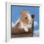 Rabbit Baby Bunny Outdoor-Richard Peterson-Framed Photographic Print