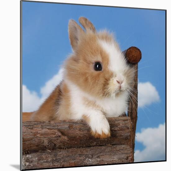 Rabbit Baby Bunny Outdoor-Richard Peterson-Mounted Photographic Print