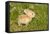 Rabbit Baby Outside-null-Framed Stretched Canvas