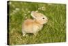 Rabbit Baby Outside-null-Stretched Canvas