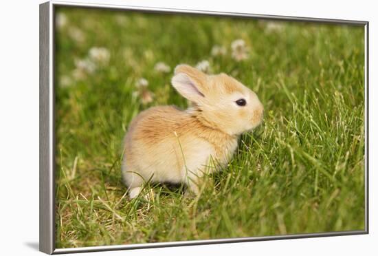 Rabbit Baby Outside-null-Framed Photographic Print