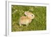 Rabbit Baby Outside-null-Framed Photographic Print