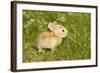 Rabbit Baby Outside-null-Framed Photographic Print