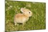 Rabbit Baby Outside-null-Mounted Photographic Print