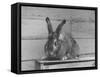 Rabbit Being Displayed at a Rabbit Show-null-Framed Stretched Canvas