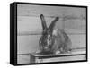 Rabbit Being Displayed at a Rabbit Show-null-Framed Stretched Canvas