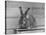 Rabbit Being Displayed at a Rabbit Show-null-Stretched Canvas