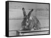 Rabbit Being Displayed at a Rabbit Show-null-Framed Stretched Canvas