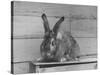 Rabbit Being Displayed at a Rabbit Show-null-Stretched Canvas