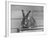 Rabbit Being Displayed at a Rabbit Show-null-Framed Photographic Print