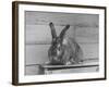 Rabbit Being Displayed at a Rabbit Show-null-Framed Photographic Print