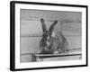 Rabbit Being Displayed at a Rabbit Show-null-Framed Photographic Print