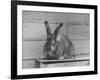 Rabbit Being Displayed at a Rabbit Show-null-Framed Photographic Print