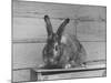 Rabbit Being Displayed at a Rabbit Show-null-Mounted Photographic Print