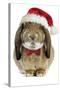 Rabbit Belier Francais Breed Wearing Christmas-null-Stretched Canvas