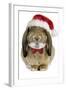 Rabbit Belier Francais Breed Wearing Christmas-null-Framed Photographic Print