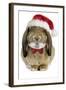 Rabbit Belier Francais Breed Wearing Christmas-null-Framed Photographic Print