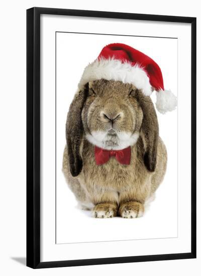 Rabbit Belier Francais Breed Wearing Christmas-null-Framed Photographic Print