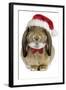 Rabbit Belier Francais Breed Wearing Christmas-null-Framed Photographic Print