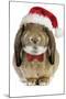 Rabbit Belier Francais Breed Wearing Christmas-null-Mounted Photographic Print